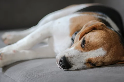 Ein Hund liegt auf einem grauen Sofa. Die Rasse ist ein Beagle und er liegt seitlich. Das Sofa ist grau.