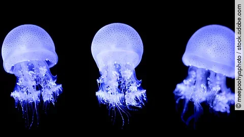 Drei Quallen schwimmen im Meer.