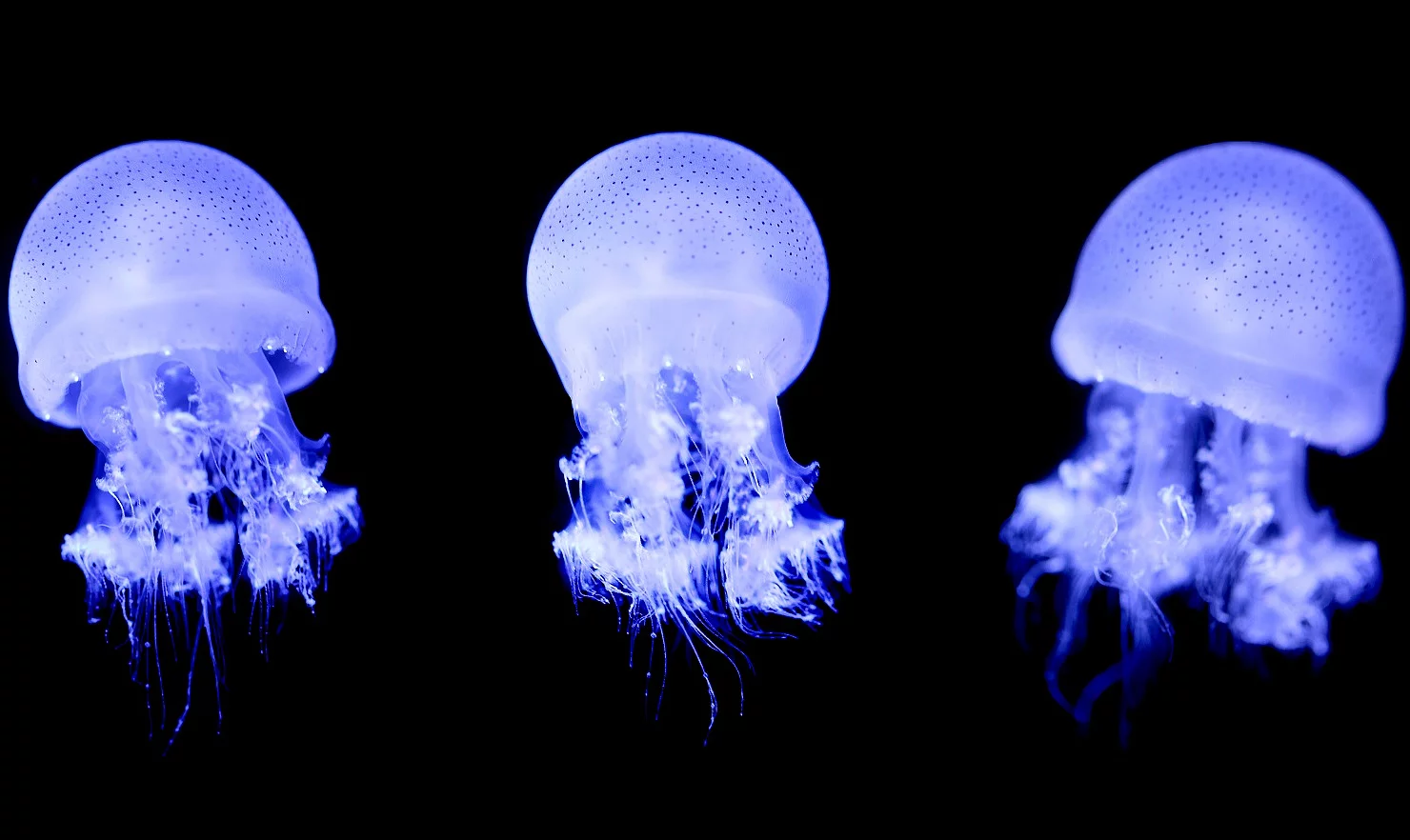Drei Quallen schwimmen im Meer.