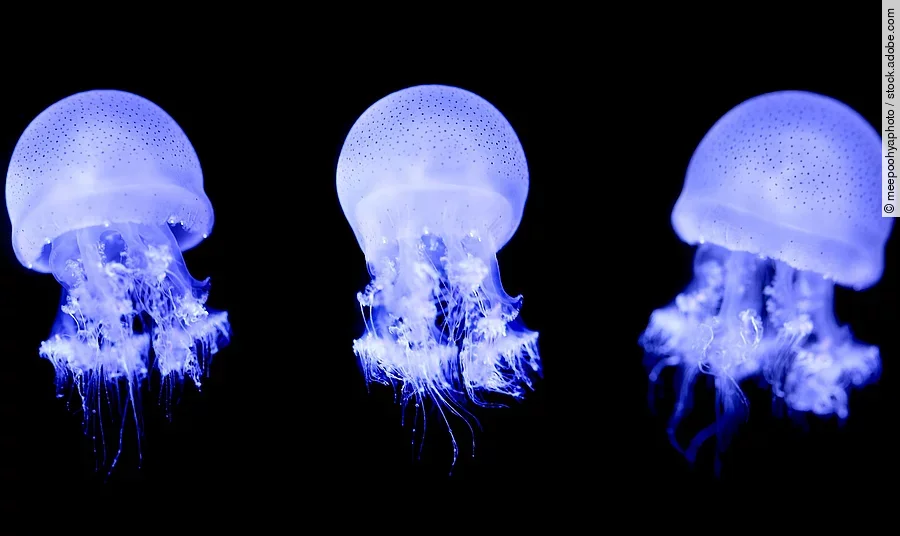 Drei Quallen schwimmen im Meer.