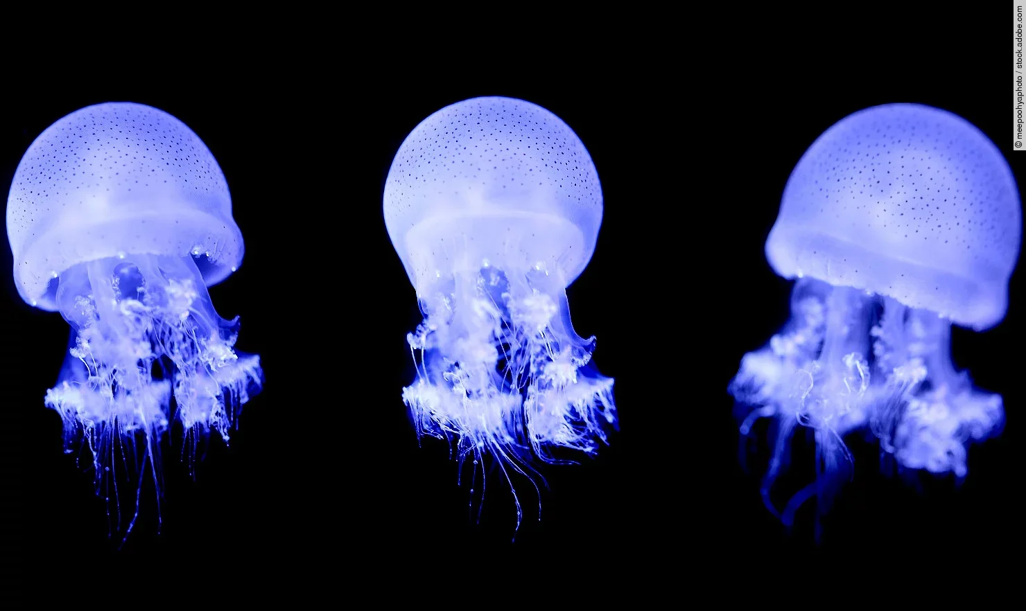 Drei Quallen schwimmen im Meer.