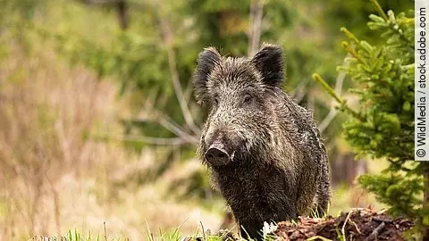 Wildschwein steht in einem Wald neben einer Tanne.