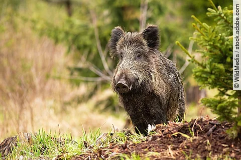 Wildschwein steht in einem Wald neben einer Tanne.