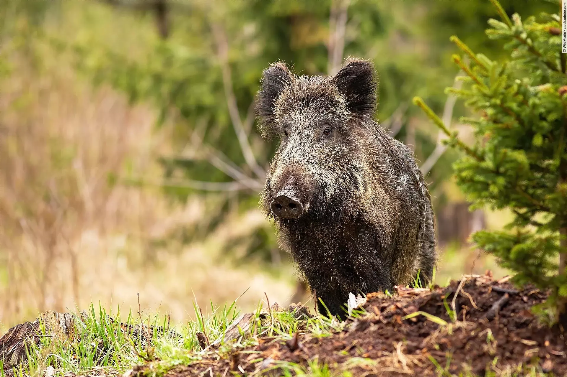 Wildschwein steht in einem Wald neben einer Tanne.
