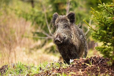 Wildschwein steht in einem Wald neben einer Tanne.