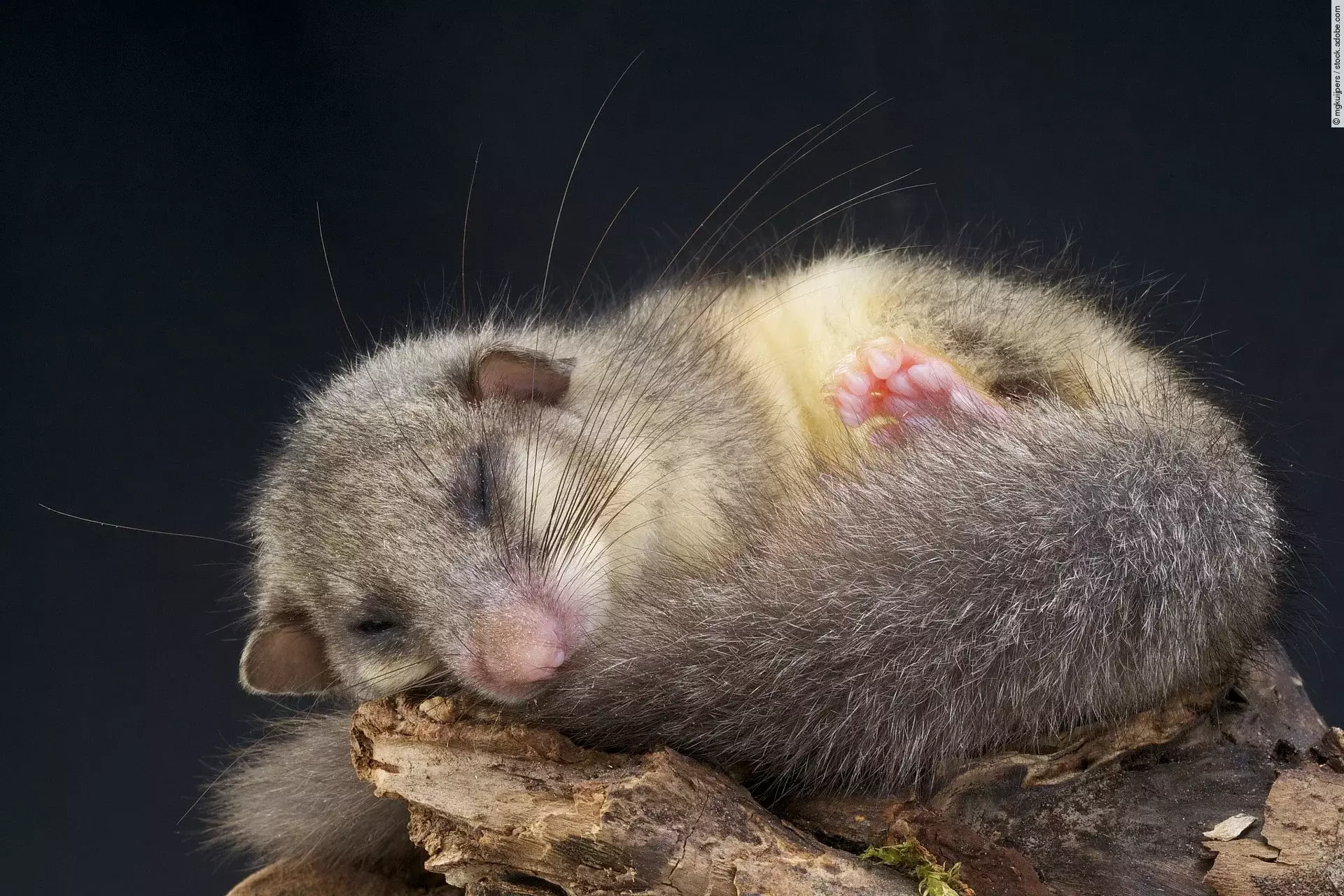 Bild von einem schlafendem Siebenschläfer auf einem Aststumpf. Der kleine Siebenschläfer ist eingerollt und liegt mit dem Kopf auf dem Ende von seinem Schwanz. Der Hintergrund ist schwarz.