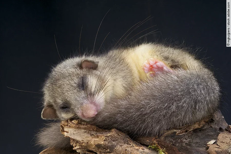 Bild von einem schlafendem Siebenschläfer auf einem Aststumpf. Der kleine Siebenschläfer ist eingerollt und liegt mit dem Kopf auf dem Ende von seinem Schwanz. Der Hintergrund ist schwarz.