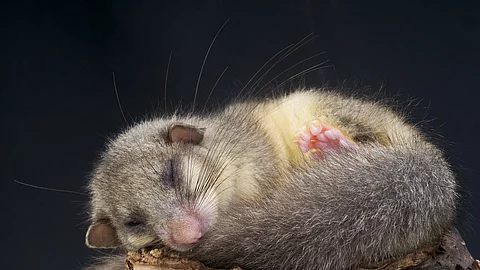 Edible Dormouse / Glis glis Bild von einem schlafendem Siebenschläfer auf einem Aststumpf. Der kleine Siebenschläfer ist eingerollt und liegt mit dem Kopf auf dem Ende von seinem Schwanz. Der Hintergrund ist schwarz.