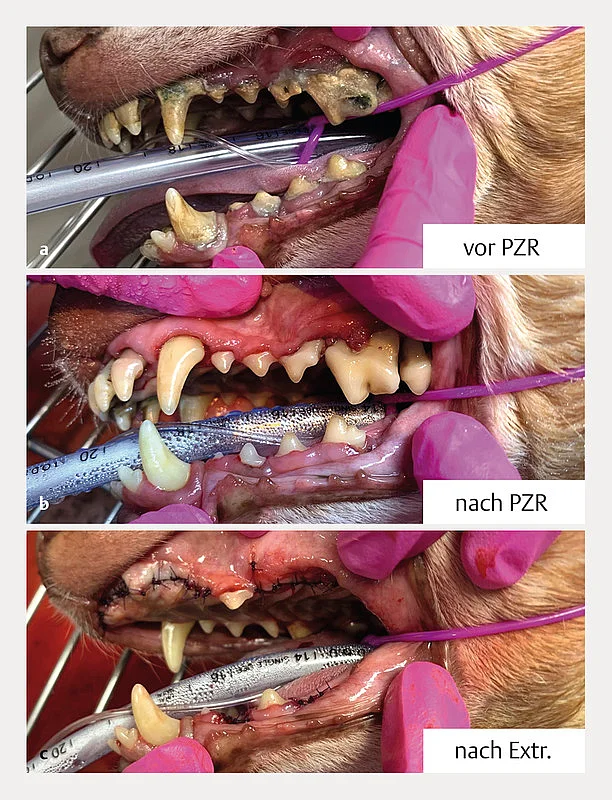 Die Maulhöhle eines anästhesierten Patienten in verschiedenen Stadien der Zahnbehandlung. Die Maulhöhle eines anästhesierten Patienten in verschiedenen Stadien der Zahnbehandlung.
