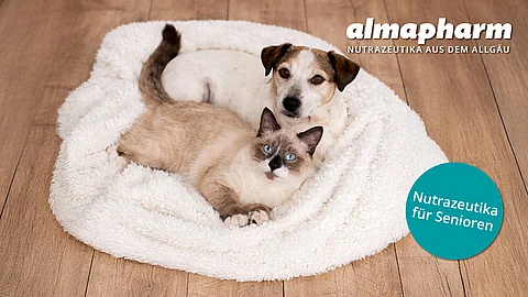 Hund und Katze liegen auf einer Decke auf dem Boden.