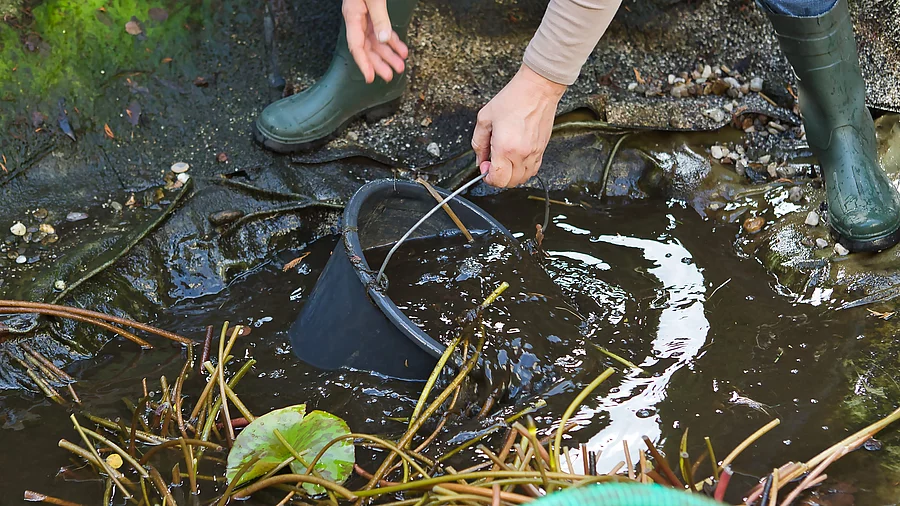 Eine Person mit Gummistiefeln macht mit einem Eimer den Wasserwechsel eines trüben Gartenteichs. Eine Person mit Gummistiefeln macht mit einem Eimer den Wasserwechsel eines trüben Gartenteichs.