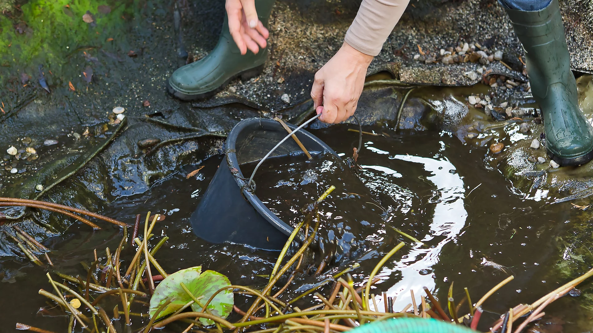 Eine Person mit Gummistiefeln macht mit einem Eimer den Wasserwechsel eines trüben Gartenteichs.