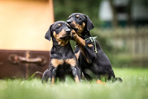 Zwei Dobermann-Welpen spielen gemeinsam im Garten. Dabei sieht es so aus als würde einer der Welpen dem anderen etwas ins Ohr flüstern.