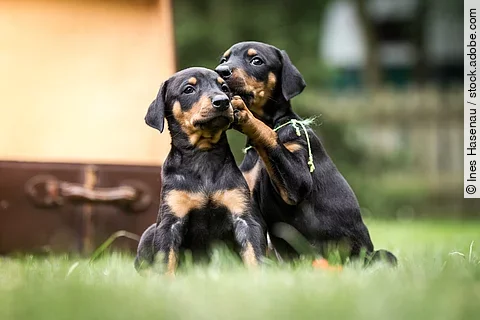 Zwei Dobermann-Welpen spielen gemeinsam im Garten. Dabei sieht es so aus als würde einer der Welpen dem anderen etwas ins Ohr flüstern.