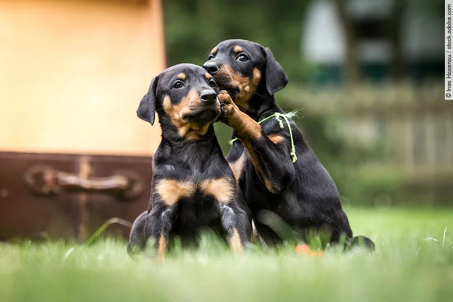 Zwei Dobermann-Welpen spielen gemeinsam im Garten. Dabei sieht es so aus als würde einer der Welpen dem anderen etwas ins Ohr flüstern.