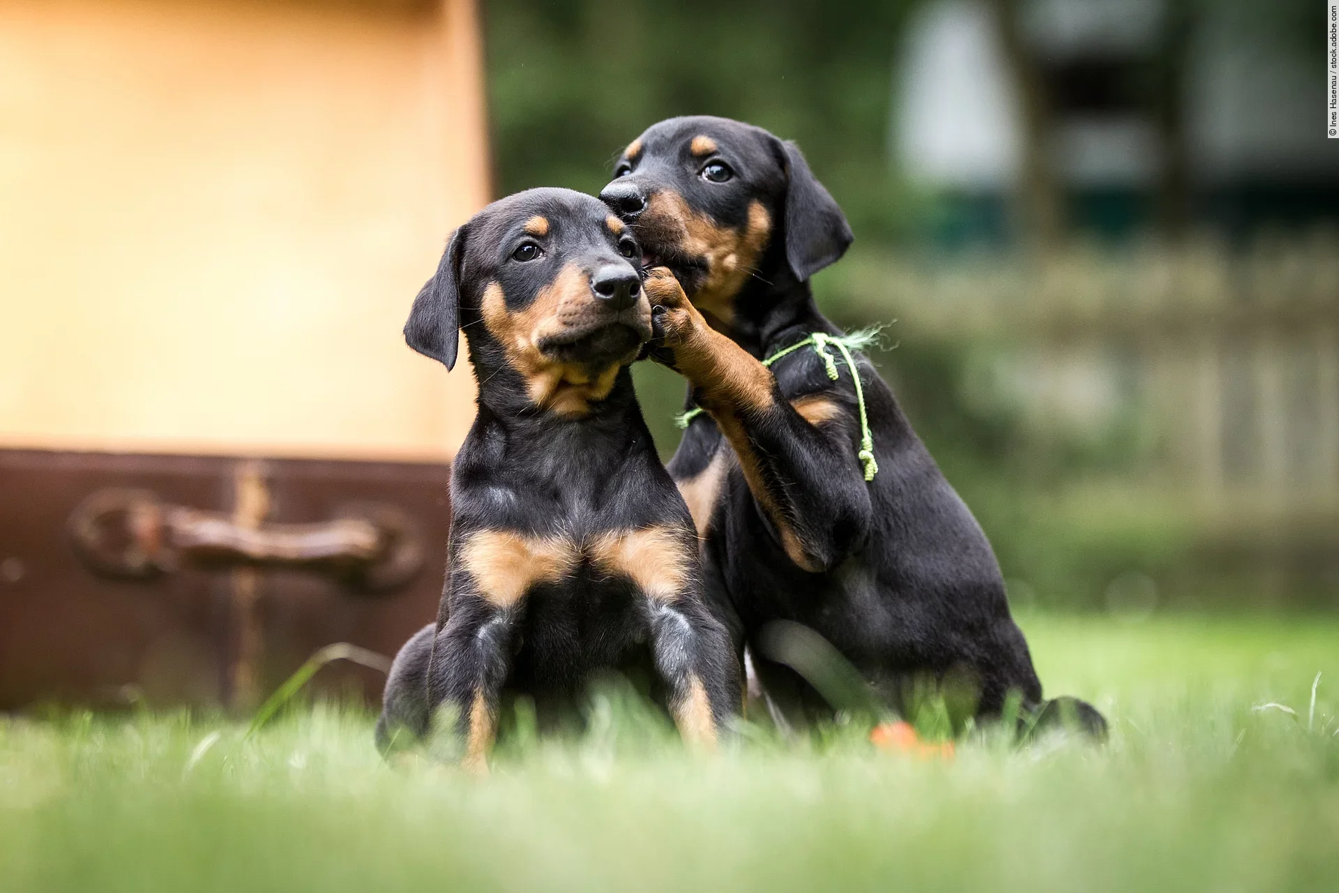 Zwei Dobermann-Welpen spielen gemeinsam im Garten. Dabei sieht es so aus als würde einer der Welpen dem anderen etwas ins Ohr flüstern.