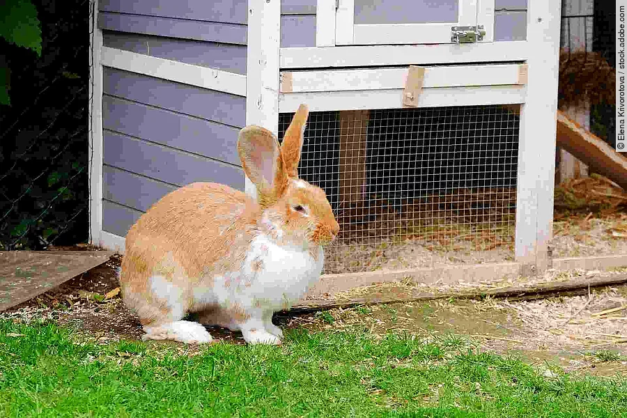 Fluffy rabbit with white and red fur in the grass.