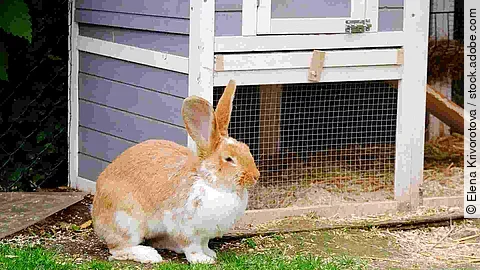 Fluffy rabbit with white and red fur in the grass.