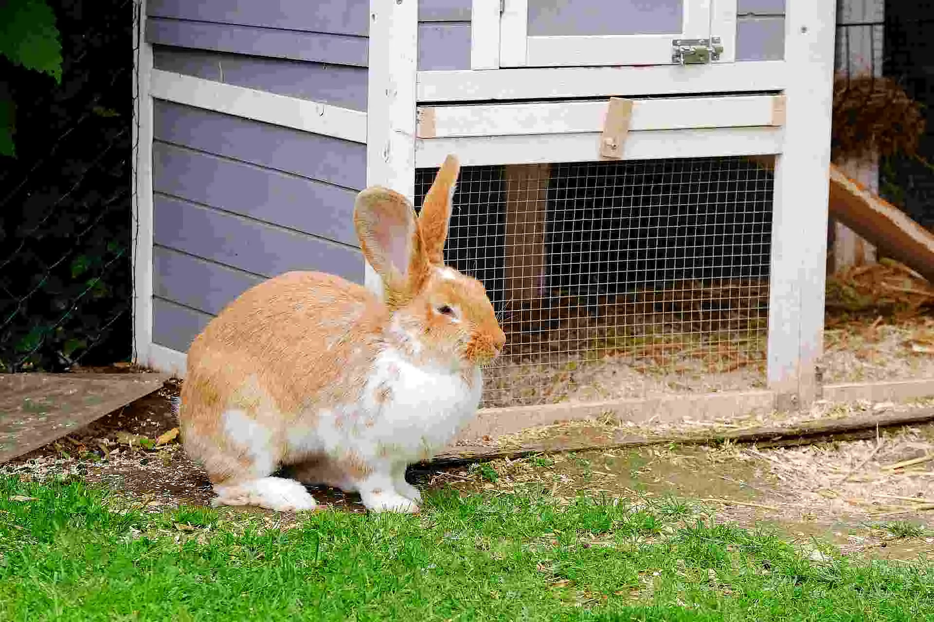 Fluffy rabbit with white and red fur in the grass.