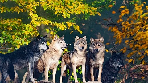 Wolfsrudel