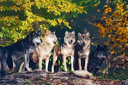 Wolfsrudel