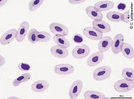 Die Thrombozyten im Blutausstrich einer Bartagame sind klar von den Erythrozyten zu unterscheiden.