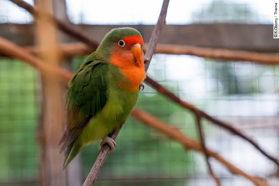 Ein Papagei sitzt auf einem Ast in einer Voliere. Ein Papagei sitzt auf einem Ast in einer Voliere. Der Vogel hat grünes Gefieder und rotes Gefieder am Hals und Kopf. In der Voliere sind mehrere Äste quer durch die Luft.