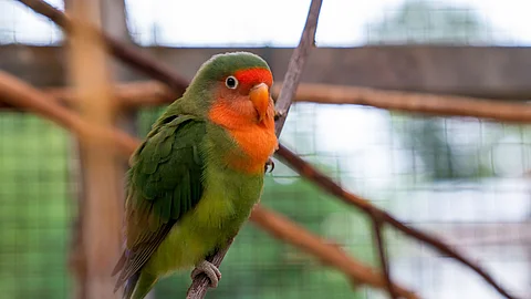 Ein Papagei sitzt auf einem Ast in einer Voliere. Der Vogel hat grünes Gefieder und rotes Gefieder am Hals und Kopf. In der Voliere sind mehrere Äste quer durch die Luft.