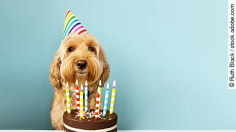 Funny dog with birthday cake