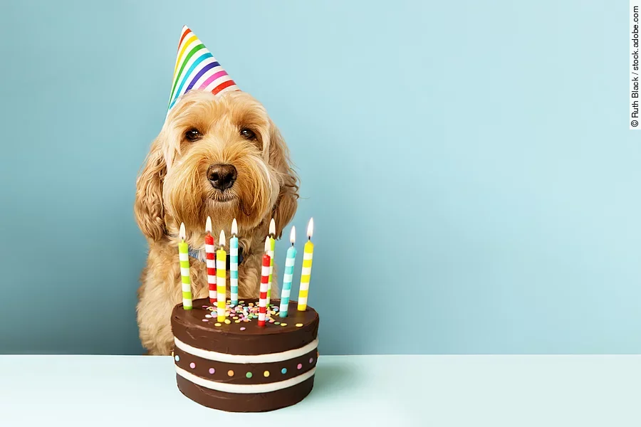 Funny dog with birthday cake