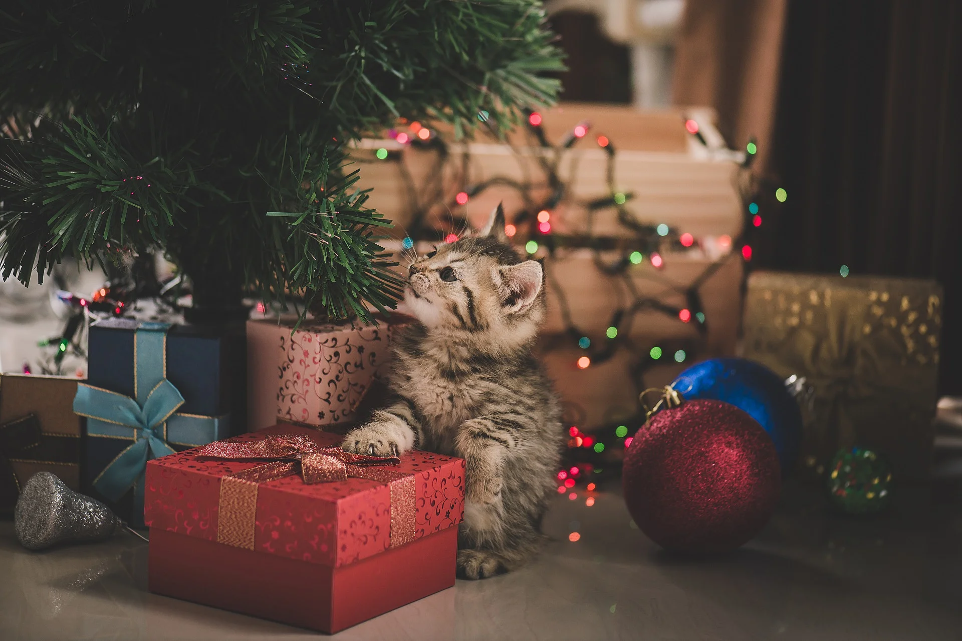 Ein Katzenwelpe sitzt unter einem Weihnachtsbaum. Unter dem Baum stehen bunt verpackte Geschenke. Im Hintergrund leuchtet eine Weihnachtskette in verschiedenen Farben.  