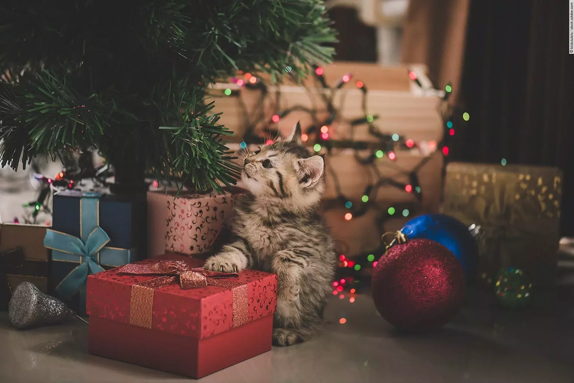 Ein Katzenwelpe sitzt unter einem Weihnachtsbaum. Unter dem Baum stehen bunt verpackte Geschenke. Im Hintergrund leuchtet eine Weihnachtskette in verschiedenen Farben.  