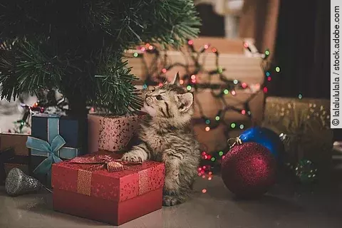 Ein Katzenwelpe sitzt unter einem Weihnachtsbaum. Unter dem Baum stehen bunt verpackte Geschenke. Im Hintergrund leuchtet eine Weihnachtskette in verschiedenen Farben.  