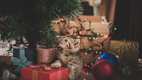 Ein Katzenwelpe sitzt unter einem Weihnachtsbaum. Unter dem Baum stehen bunt verpackte Geschenke. Im Hintergrund leuchtet eine Weihnachtskette in verschiedenen Farben.  