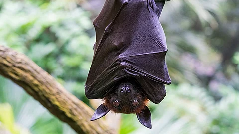 Eine große, schwarze Fledermaus hängt kopfüber mit offenen Augen an einem Ast.