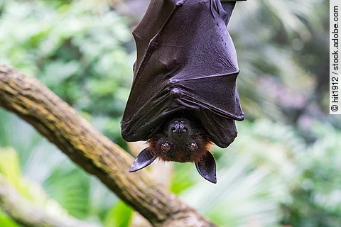 Eine große, schwarze Fledermaus hängt kopfüber mit offenen Augen an einem Ast.
