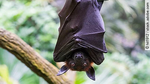 Eine große, schwarze Fledermaus hängt kopfüber mit offenen Augen an einem Ast.