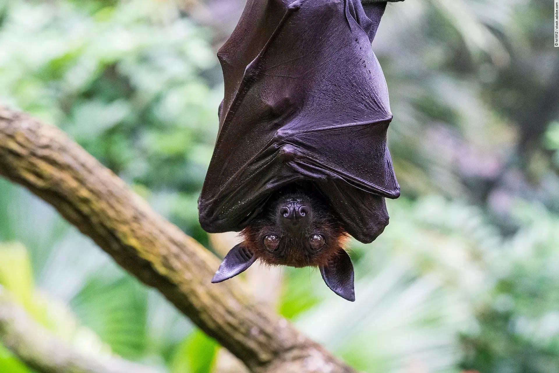 Eine große, schwarze Fledermaus hängt kopfüber mit offenen Augen an einem Ast.