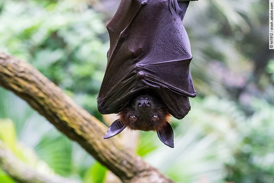 Eine große, schwarze Fledermaus hängt kopfüber mit offenen Augen an einem Ast. Eine große, schwarze Fledermaus hängt kopfüber mit offenen Augen an einem Ast.