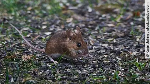 Eine Waldmaus mit braunem Fell sitzt auf dem Waldboden. Der Waldbauden ist bräunlich und grüne Sprösslinge dringen aus dem Boden. 