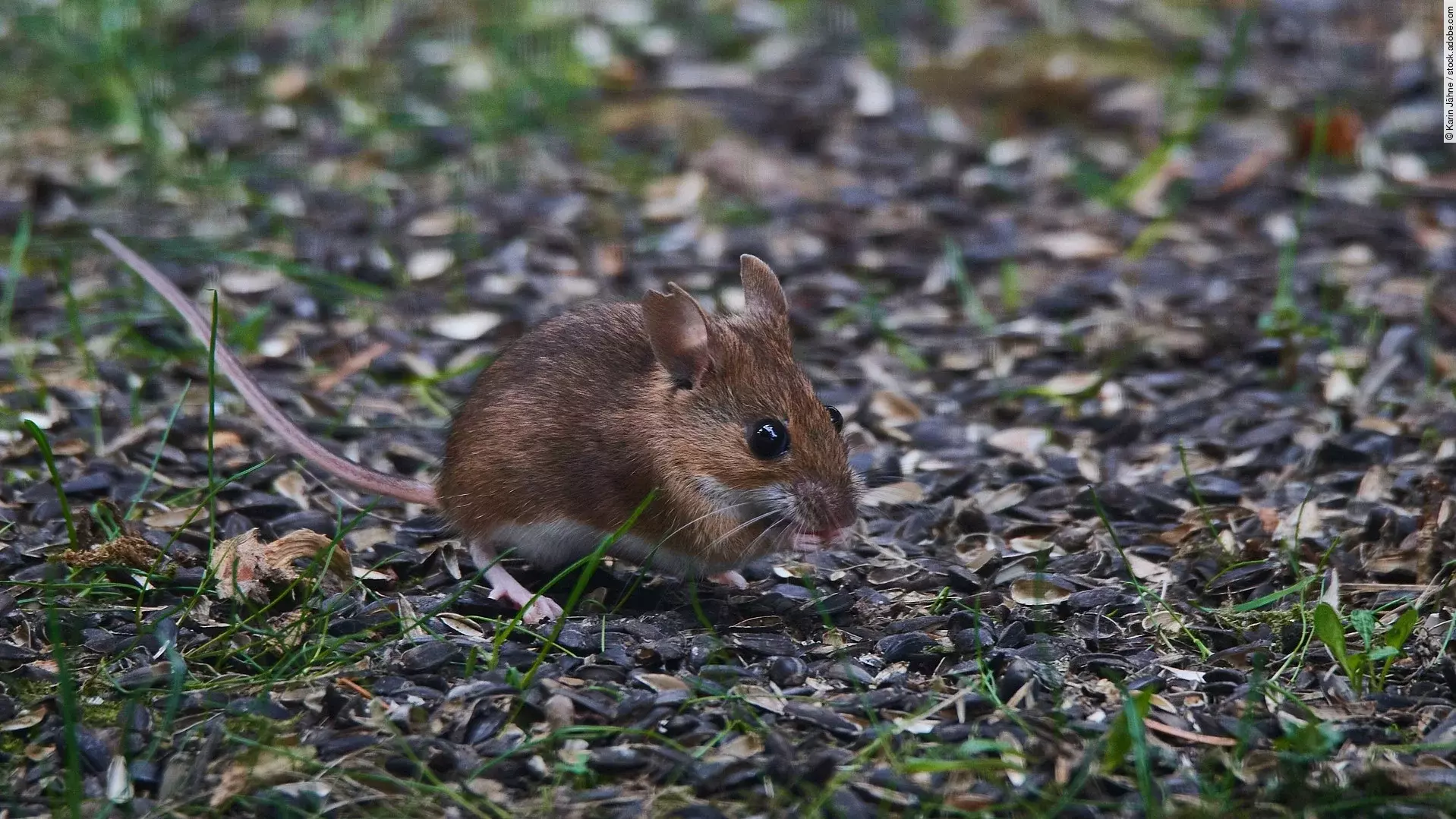 Eine Waldmaus mit braunem Fell sitzt auf dem Waldboden. Der Waldbauden ist bräunlich und grüne Sprösslinge dringen aus dem Boden. 
