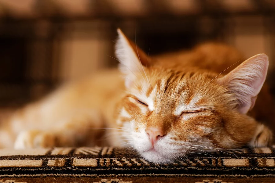Closeup portrait of red cat lies on the couch and dozes. Shallow focus. Eine Katze liegt auf einer Decke.