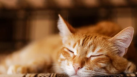 Eine Katze liegt auf einer Decke.