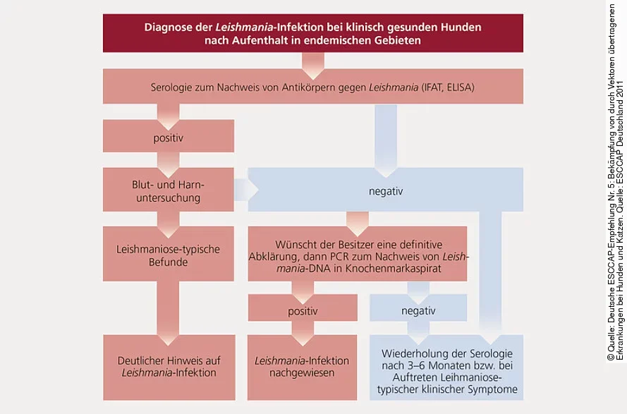 Eine Grafik der ESCCAP zeigt ein Diagnose Schema bei klinisch gesunden Hunden nach Aufenthalten in Endemiegebieten.