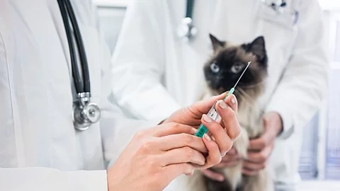 Cat looking at vaccine injection being prepared by veterinarian 