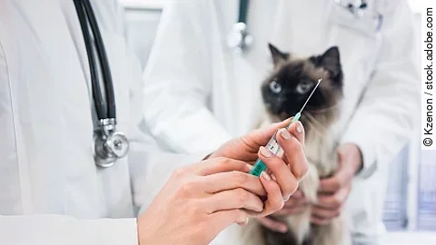 Cat looking at vaccine injection being prepared by veterinarian 