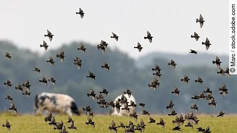 Flock of the European Starling