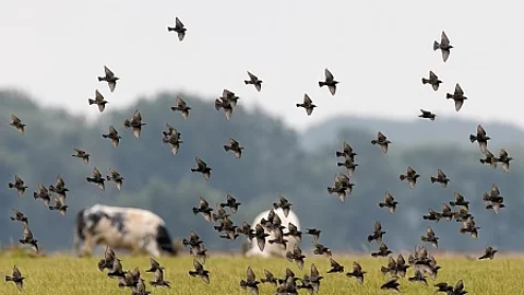 Flock of the European Starling