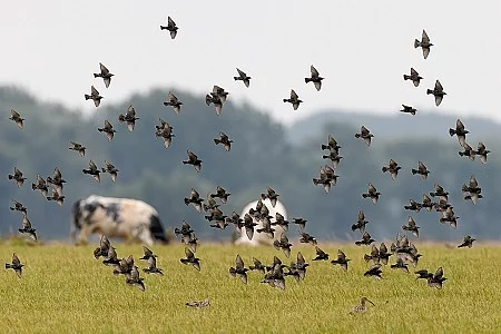 Flock of the European Starling