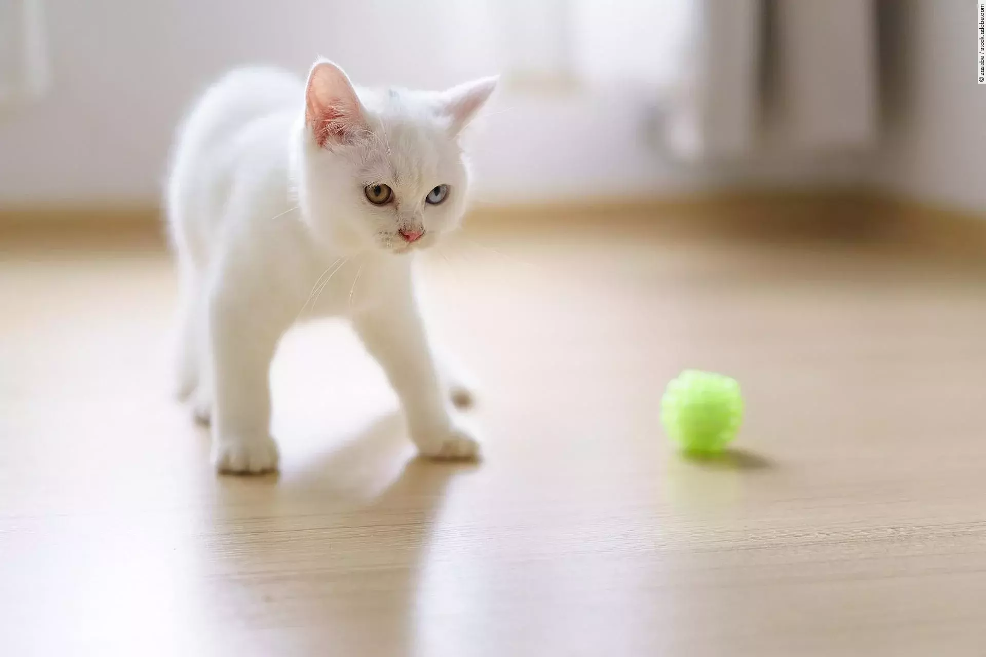 Cute white cat british shorthair kitten plays with a cat feather